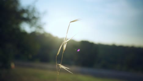 planta de roble sacudiendo el viento al amanecer
