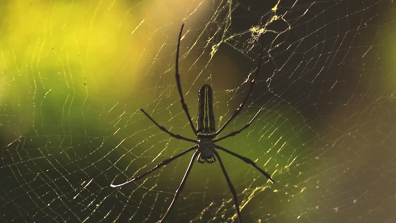 un primer plano de una araña gigante amarilla y negra conocida como nephila pilipes - asia sudeste, indonesia