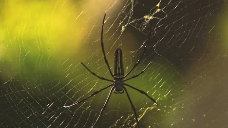 Primer-Plano-De-Una-Araña-Gigante-Amarilla-Y-Negra-Conocida-Como-Nephila-Pilipes---Sudeste-Asiático,-Indonesia