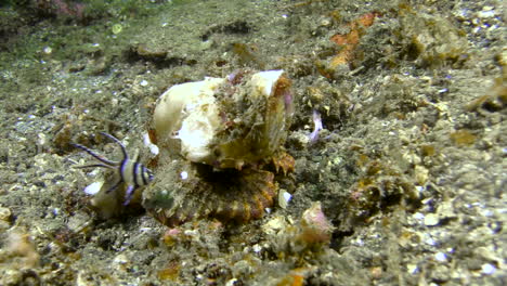 flasher scorpionfish lurking motionless on sandy bottom, sudden attack, kills banggai cardinal fish, close-up shot during daylight