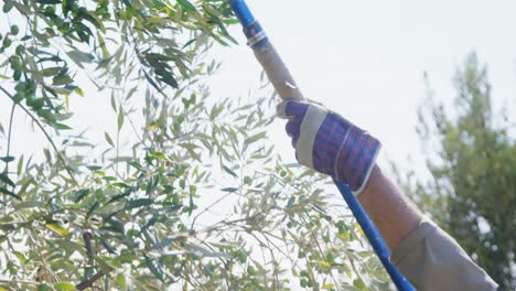 Farmer harvesting olive with rack 4k