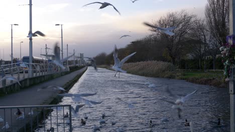 flock of sea gull birds flying over grand canal near inchicore neighbourhood in dublin, ireland