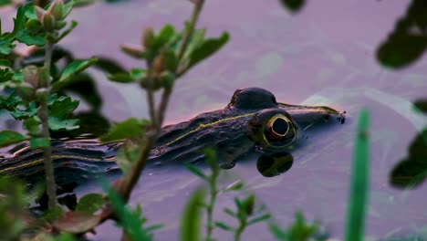 zooming in shot of an idle frog in a shallow pond, through the branches and vegetation