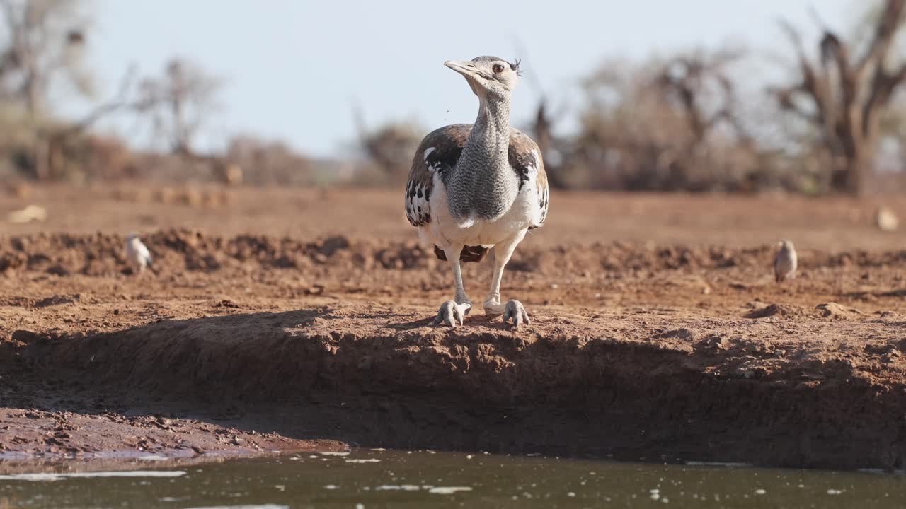 A kori bustard sitting on the edge of a waterhole, bends down and looks up again when a flock of birds lands behind it, Mashatu Game Reserve