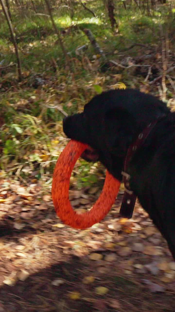 A Playful Black Dog Joyfully Carrying a Bright Orange Toy Ring Amidst a Beautiful Fall Landscape, Surrounded by Colorful Leaves and Nature's Tranquility