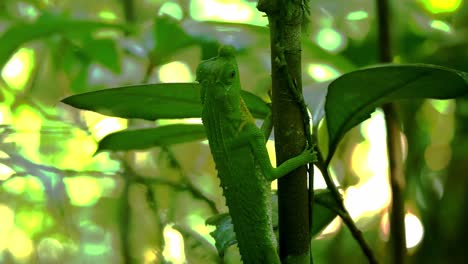 Lagarto-Cornudo-Verde-En-La-Selva-Tropical-De-Sri-Lanka