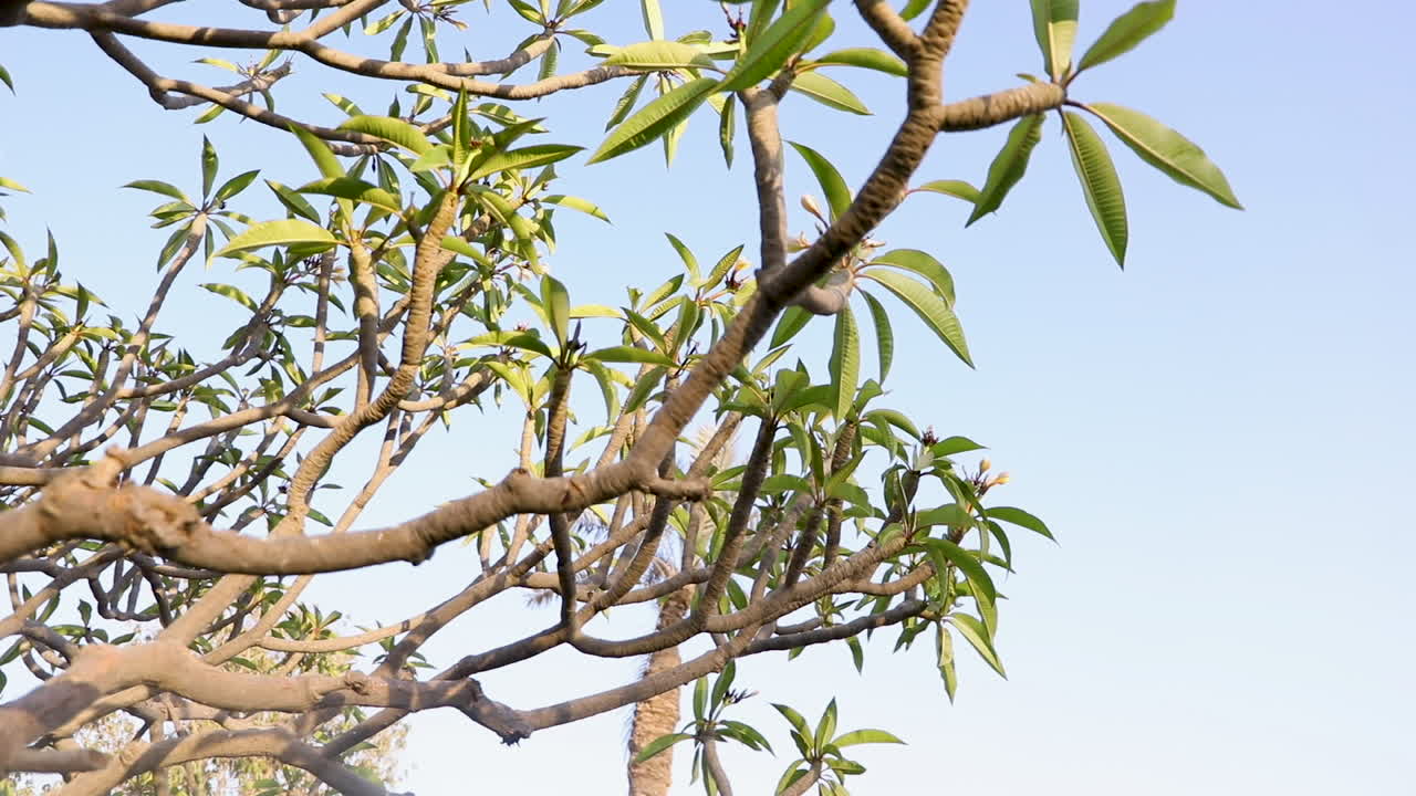 Twigs and branches of the tree at noon - close up - low angle