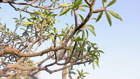 twigs and branches of the tree at noon - close up - low angle