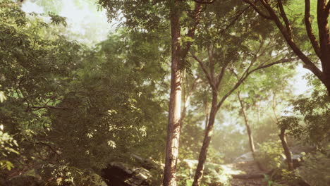 beautiful green forest glade in a light of sun