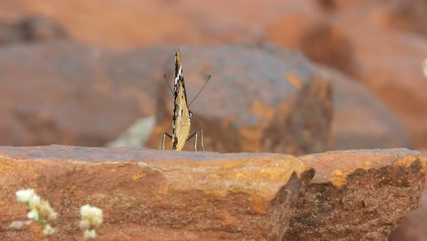 mariposa - hermosa - rocas. 4k