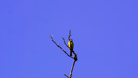 American-goldfinch-on-a-bare-treetop-in-the-distance