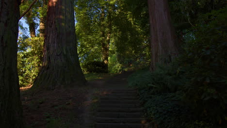 una escalera bordeada de secuoyas gigantes en el parque natural de baden-baden, alemania