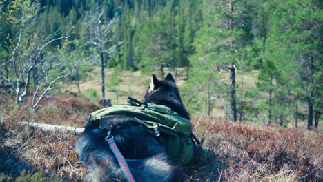 a panting dog rests at the summit of a hill following a hike - handheld shot