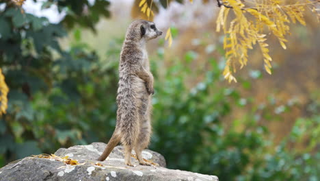 Cute-funny-meerkat-looking-around