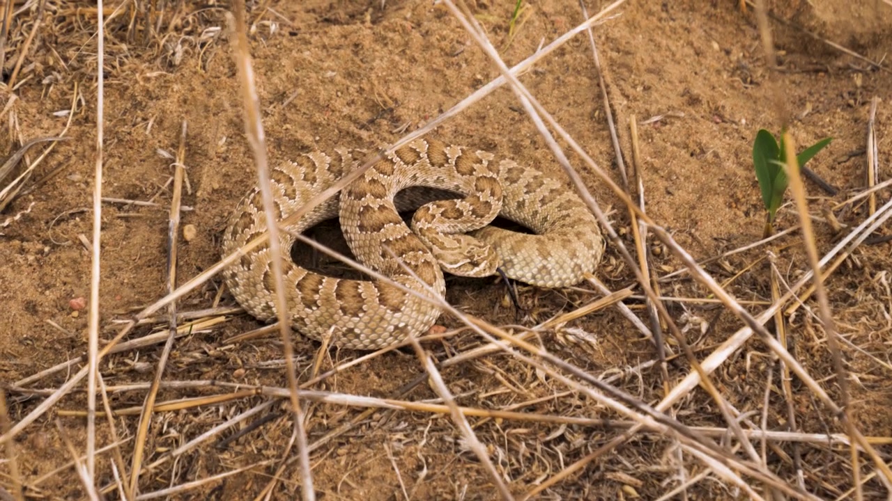 Serpente a sonagli occidentale arrotolato in posizione difensiva su terreno asciutto
