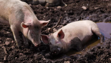 two pink piglets playing in mud puddle