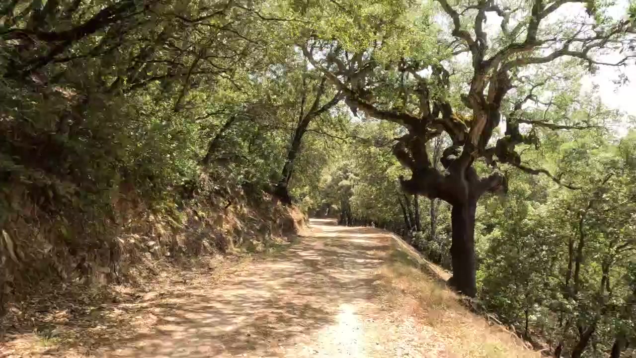 Auto che percorre una stretta strada sterrata nel bosco, circondata da fitti alberi e cespugli, creando un ambiente naturale ombreggiato, con foglie secche che coprono la strada sconnessa e il cofano del veicolo visibile.