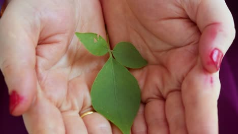 devotee holding holy aegle marmelos or bael leaf in hand from different angle at day