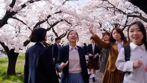 students enjoying cherry blossoms in a park