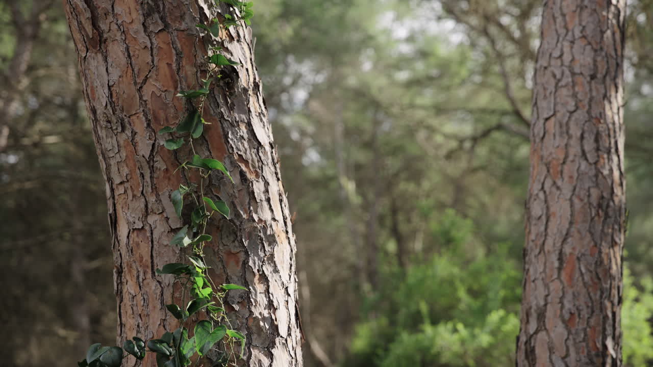 Una vista ravvicinata di un pino con una pianta rampicante mentre la telecamera si sposta lentamente verso l'alto, rivelando la foresta circostante in un ambiente naturale calmo.