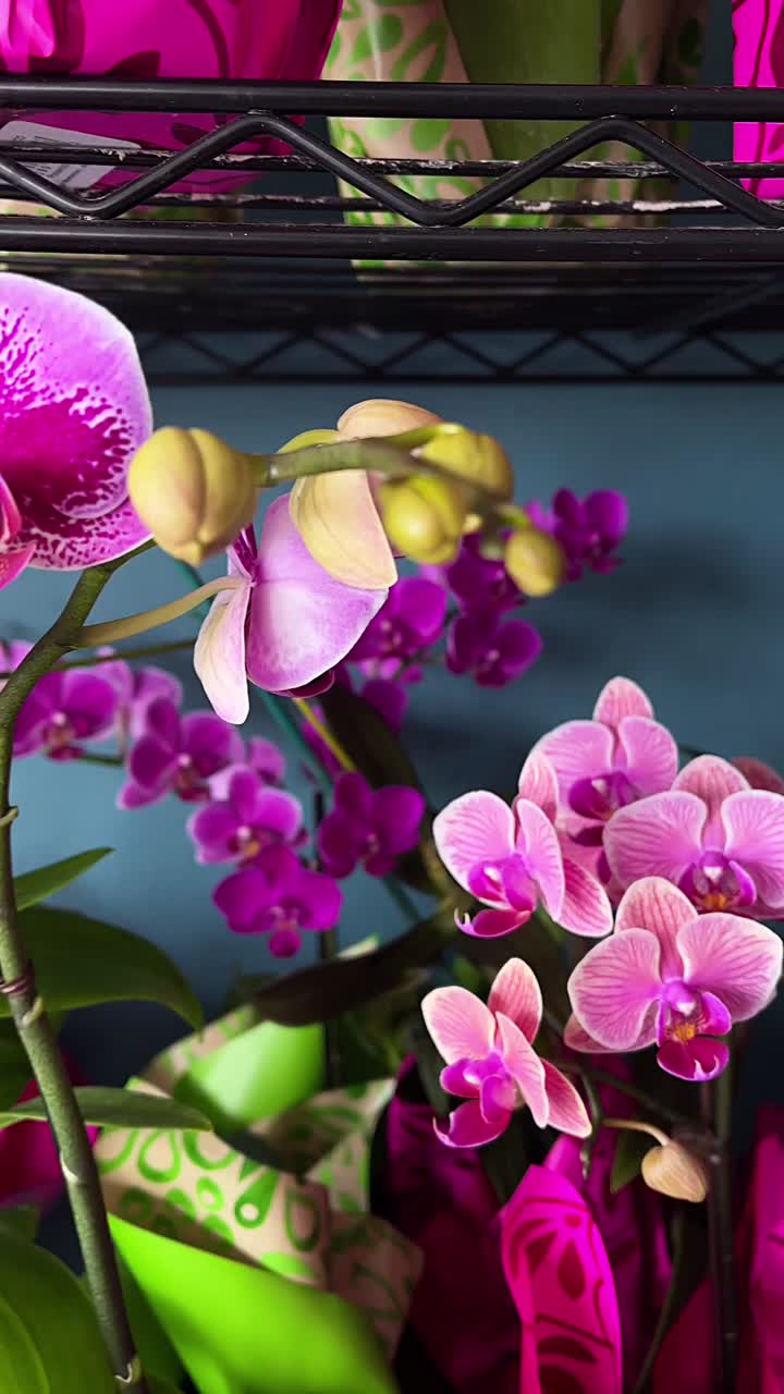 Bellissime orchidee rosa e viola