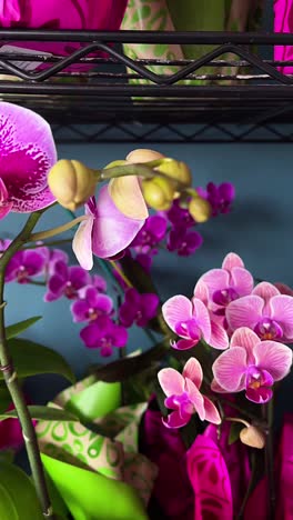 Beautiful Pink and Purple Orchids