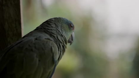 sad festive amazon parrot looking afar with burred bokeh background