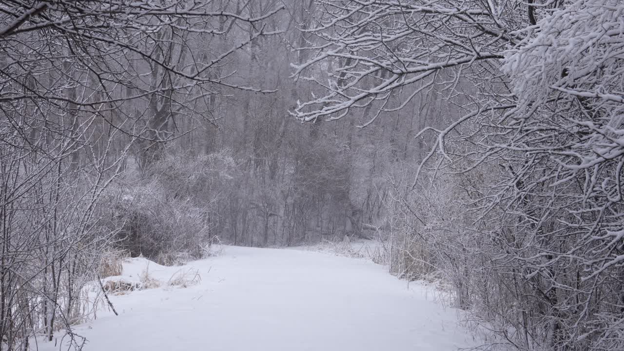 Brina nel bosco durante una tempesta di neve