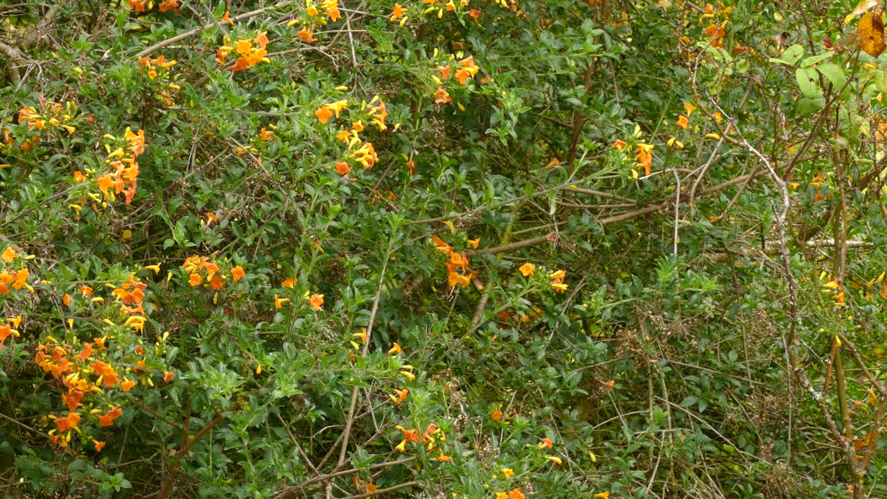 pequeño pájaro marrón buscando comida en un árbol de flores de naranja
