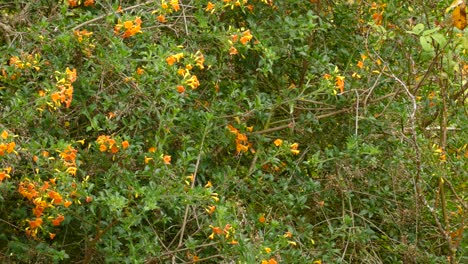 Kleiner-Brauner-Vogel,-Der-In-Einem-Orangefarbenen-Blumenbaum-Nach-Nahrung-Sucht