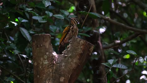 Seen-on-top-of-the-dead-cutdown-tree-looking-around-then-flies-towards-the-camera,-Common-Flameback-Dinopium-javanense-Female,-Thailand