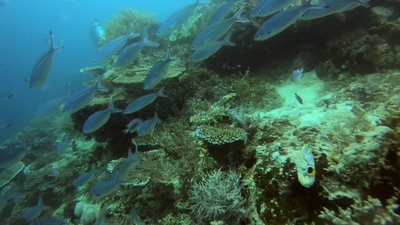 escuela de peces en el arrecife de coral