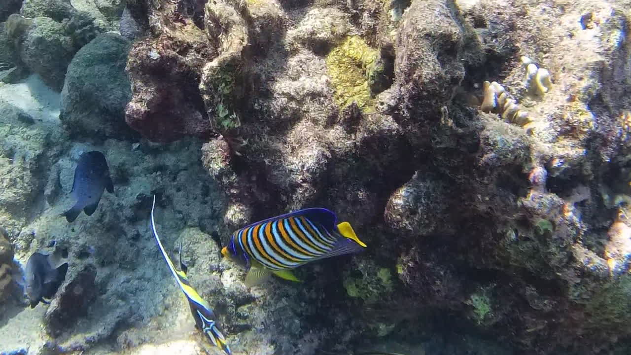 Endonezya, Bali'deki Pulau Menjangan adasının kristal berraklığındaki deniz sularında şnorkelle yüzerken mercan resifi ve parlak renkli İmparator Melek Balığı.