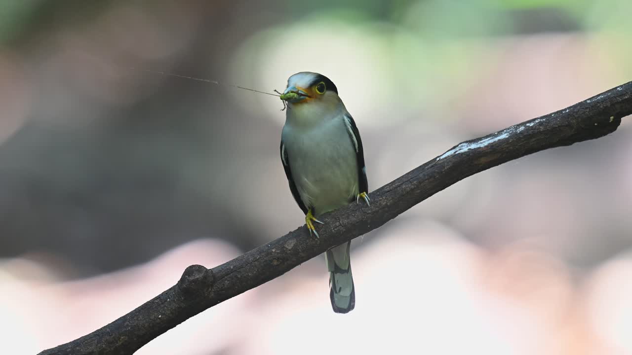 posado en una rama diagonal con comida en la boca y luego vuela para entregar, pico de pecho plateado, serilophus lunatus, parque nacional kaeng krachan, tailandia