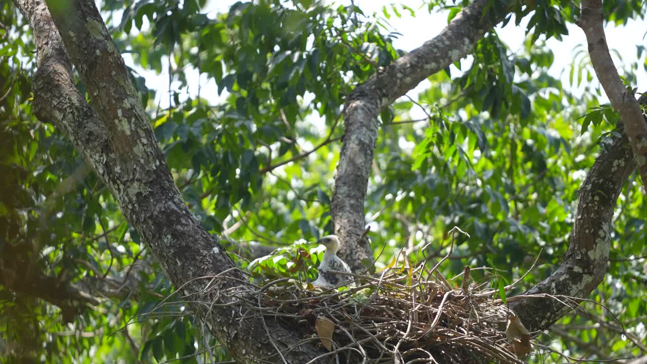 Baby Changeable hawk-eagle in the nest on the tree