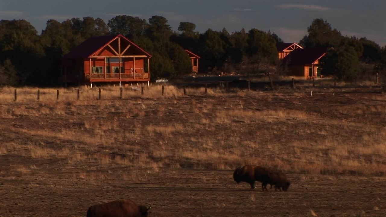 plano medio de bisontes pastando frente a cabañas
