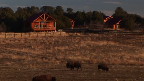 Medium-Shot-Of-Grazing-Bison-In-Front-Of-Cabins