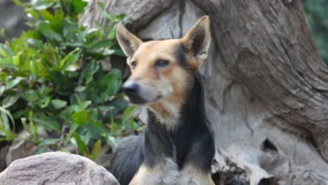 wild dog in forest .