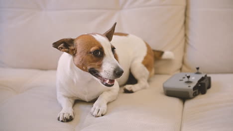 Camera-Focuses-On-A-Relaxed-Dog-Lying-On-The-Sofa,-Next-To-A-Remote-Control-1