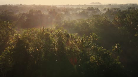 Epic-cinematic-landscape-view-of-sunrays-through-palm-trees-with-rice-fields-at-the-background-in-Bali,-Indonesia