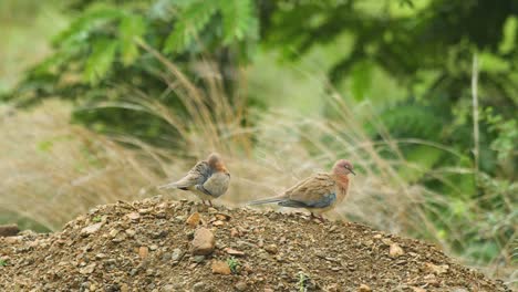 un par de palomas risueñas en un montículo, el macho se muestra a la hembra con el fondo de hierba en la india