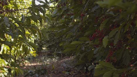 Plano-General-De-Una-Planta-De-Café-Con-Las-Típicas-Bayas-Rojas-O-Cerezas,-Como-Se-Las-Llama-Listas-Para-Ser-Recogidas