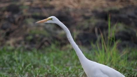 a great egret standing on a wetlands and looking for its prey - close up