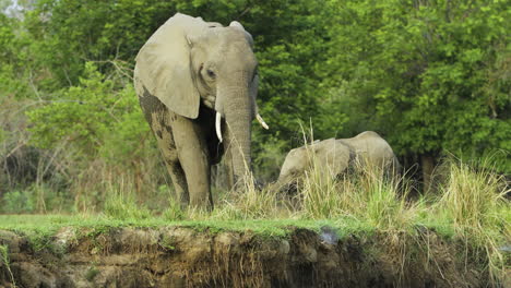 elefante africano hembra y su bebé alimentándose en la hierba jugosa junto a un río
