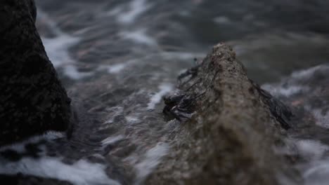 a few crabs in hawaii, sitting on a rock while waves crash into them