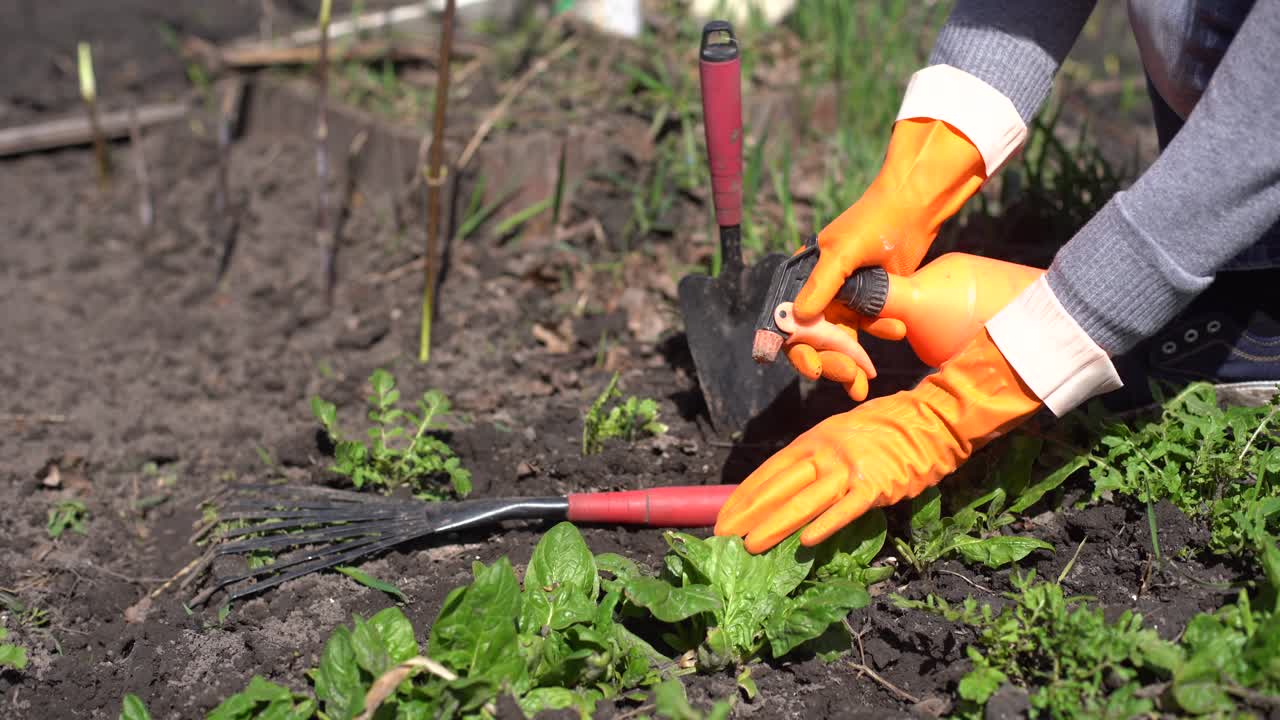 las manos de los jardineros plantan y recogen verduras del jardín del patio trasero. el jardinero con guantes prepara el suelo para las plántulas.