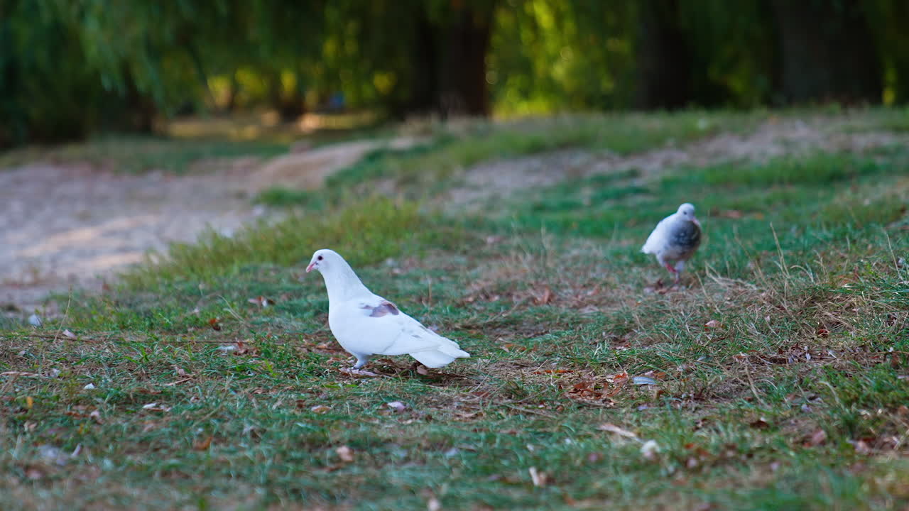 Two light pigeons with spots on their backs walking by the grass. Birds look for the bread crumbs and pick them.
