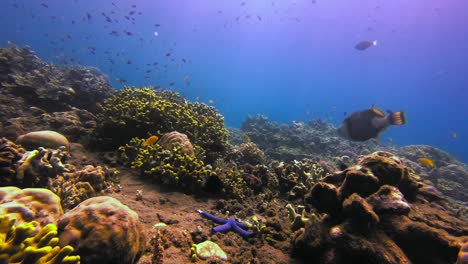 beautiful titan triggerfish and other colorful fish undersea wildlife, bali, indonesia