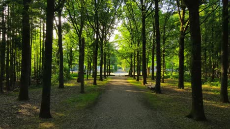 un camino iluminado por el sol a través de un bosque verde y exuberante.