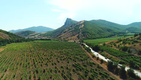 vineyard landscape with mountains and road